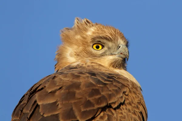 Tawny eagle — Stockfoto