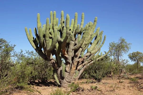 Toothpick cactus — Stock Photo, Image