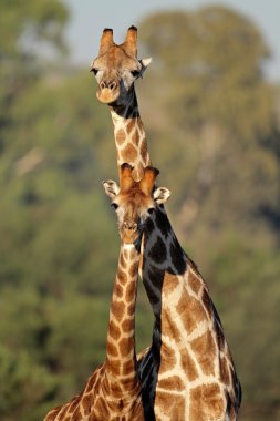Giraffe interaction clipart