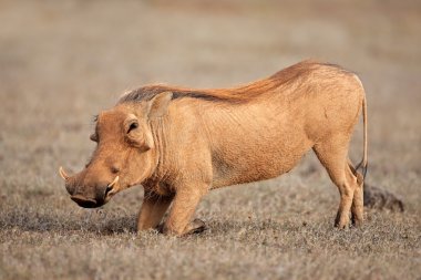 Warthog besleme