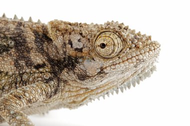 Dwarf chameleon clipart