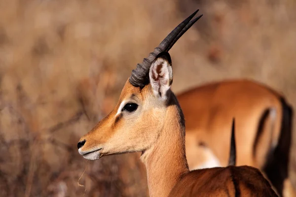Impala antilope — Foto Stock