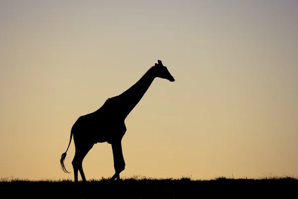 Girafe sur les plaines africaines — Photo