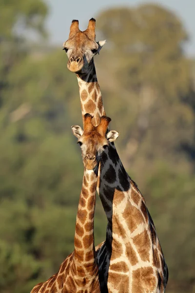 Interacción jirafa — Foto de Stock