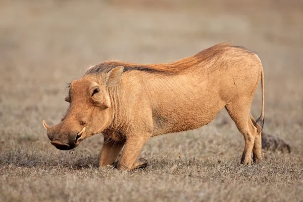 Krmení warthog — Stock fotografie