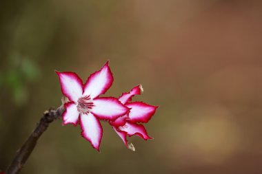 Impala lily flower clipart