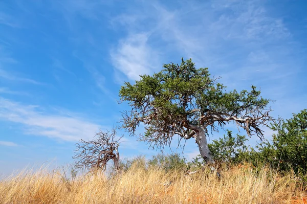 stock image Shepherd's tree