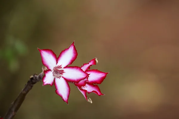 Stock image Impala lily flower