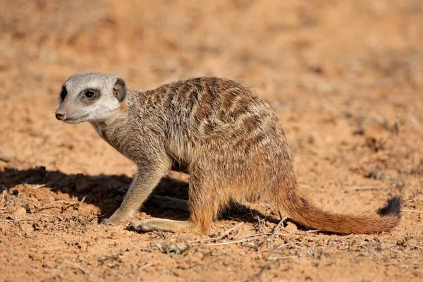 Forrageamento meerkat — Fotografia de Stock