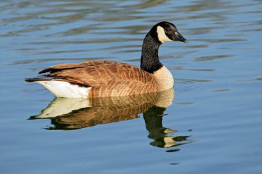 Canada goose clipart