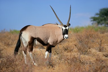 Gemsbok antelope clipart