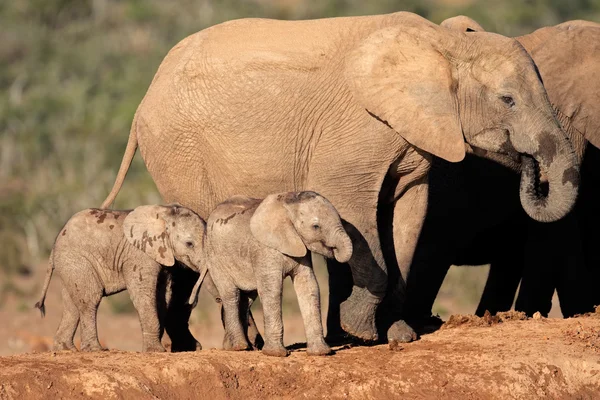 Afrikanischer Elefant mit Kälbern — Stockfoto