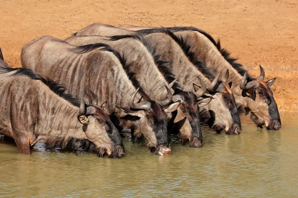 Mavi wildebeest içme — Stok fotoğraf