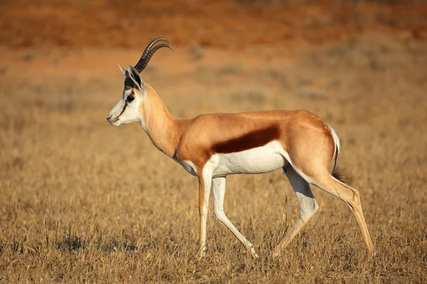 Springbok antelope — Stock Photo, Image