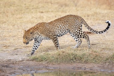 Leopard walking clipart