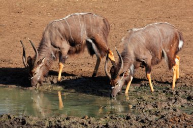 nyala antilop içme