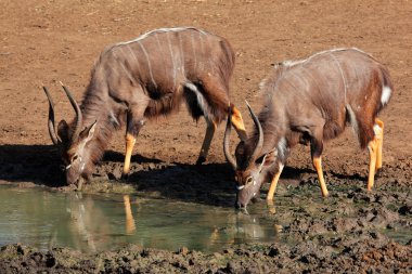 Nyala antelopes drinking clipart