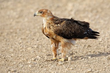 Tawny eagle