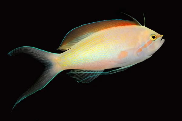 Anthias риби — стокове фото