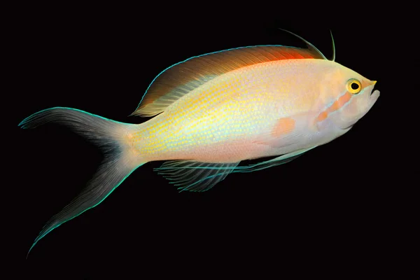 Anthias 鱼 — 图库照片