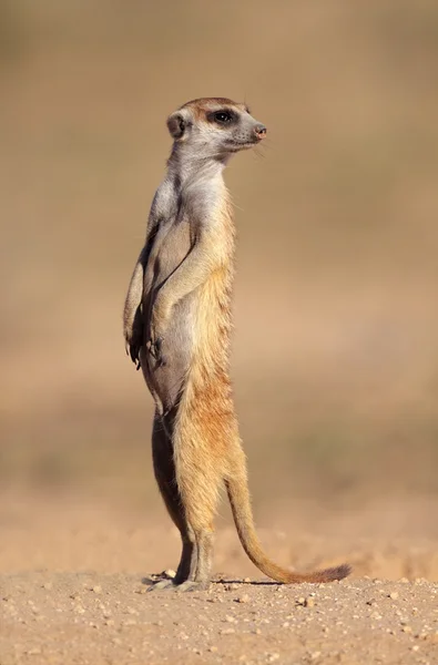 Meerkat in guardia — Foto Stock