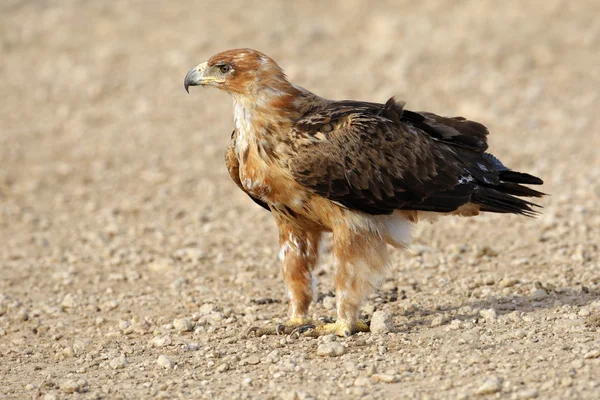 Tawny eagle — Stock Photo, Image