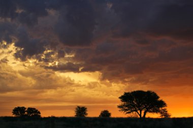 kontrast ağaçları ile Afrika günbatımı