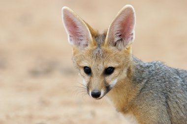 Cape fox portre