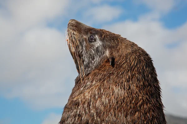 Brown fur seal — Stock Photo, Image