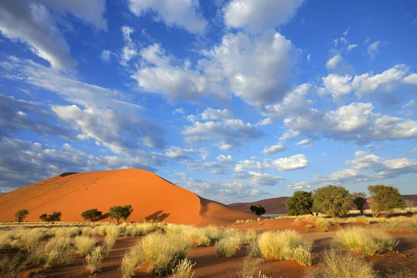 Hierba, dunas y cielo — Foto de Stock