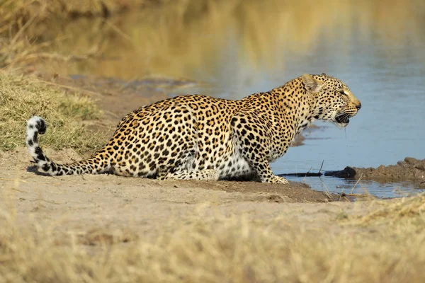 Leopard на waterhole — стокове фото