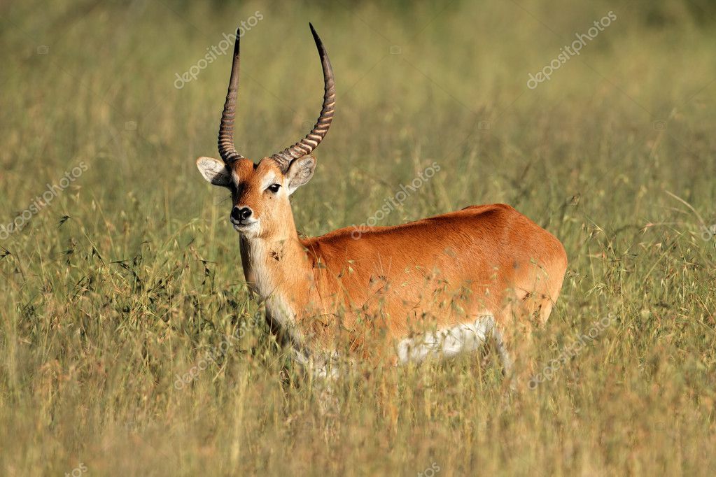 Самцы красной антилопы лехве (Felus leche), южная Африка.