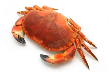 Prepared crab clipart