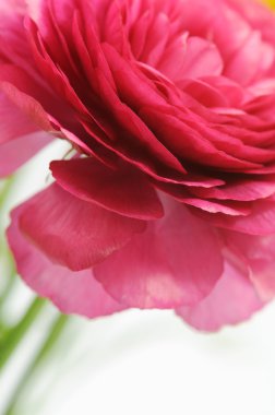 Closeup of ranunculus