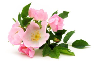 Dog rose blossom clipart