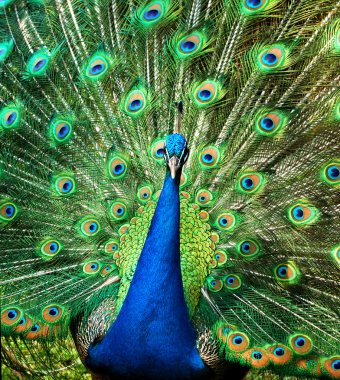 Peacock clipart