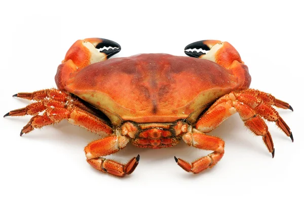 Prepared crab — Stock Photo, Image