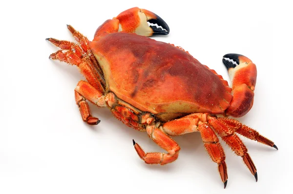 stock image Prepared crab