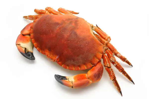 Beredda krabba — Stockfoto