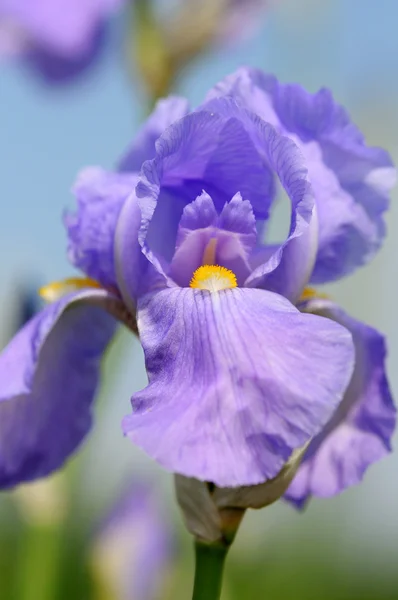 Цветок ирисы — стоковое фото