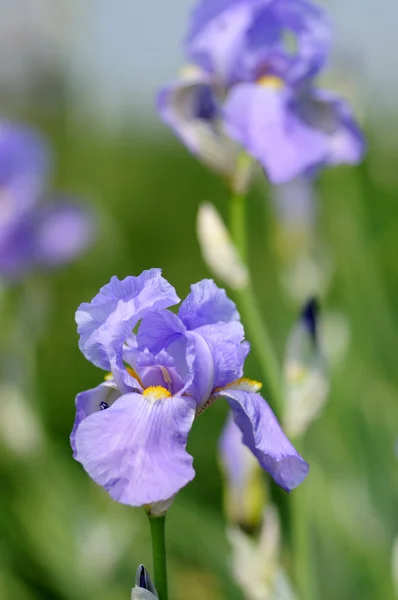 Iris květ — Stock fotografie