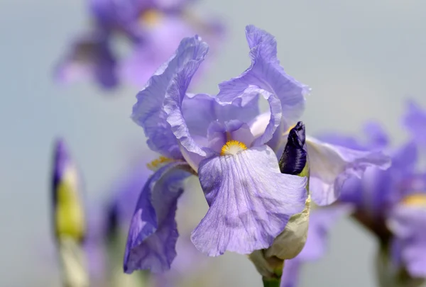 Iris blossom — Stockfoto