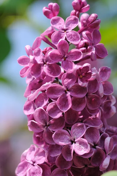 Gros plan de fleur de lilas — Photo