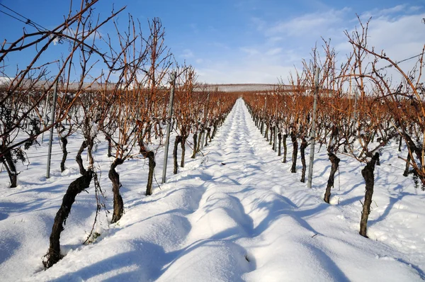 在冬天的葡萄园。德国莱茵河谷 — 图库照片