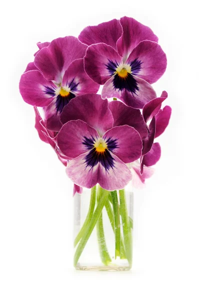 Pansy bouquet — Stock Photo, Image