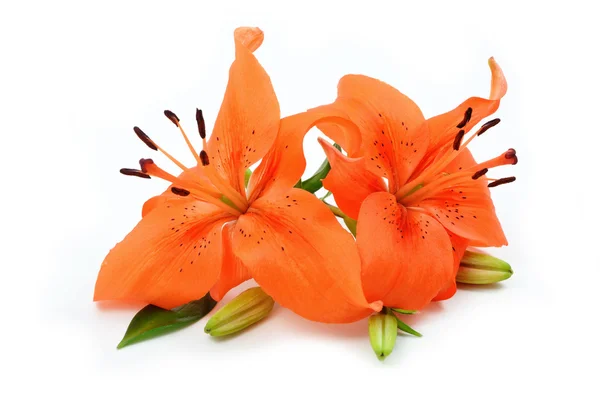 Oranje lily — Stockfoto