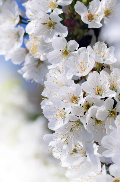 사과나무의 꽃피는 가지 — 스톡 사진