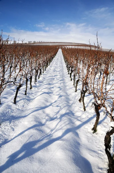 Wijngaard in de winter. Rijndal, Duitsland — Stockfoto