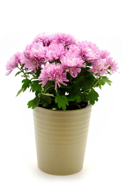 Chrysanthemum in the pot — Stock Photo, Image