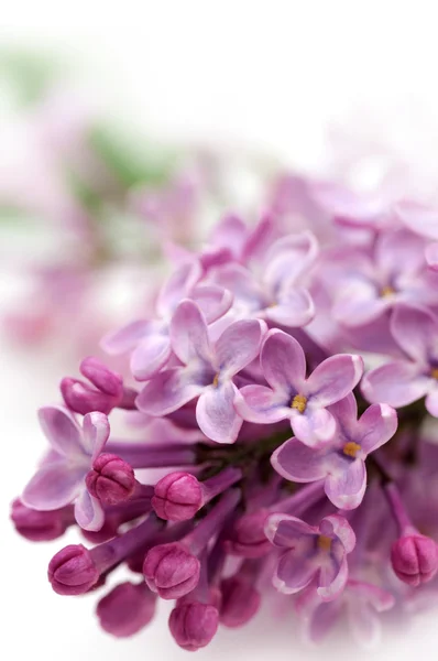 Close-up van lila bloesem — Stockfoto